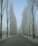 [68] Guastalla: Viale Po in inverno